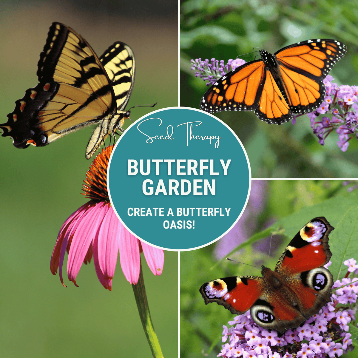 Butterfly Garden Seed Collection – 10 Varieties